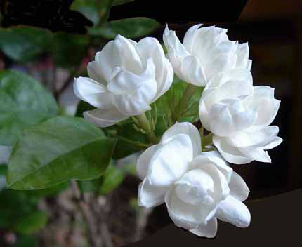 Jasmine which can be infused in hot water for drinking